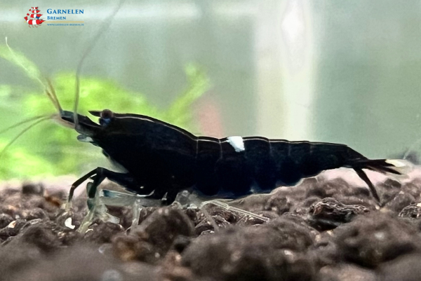 Taiwan Bee Black King Kong Garnele